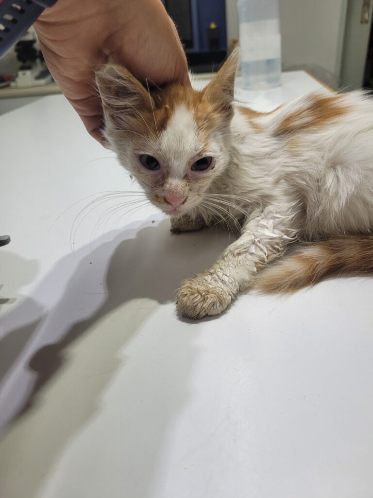 Beim Tierarzt: Katzenschnupfen behandeln