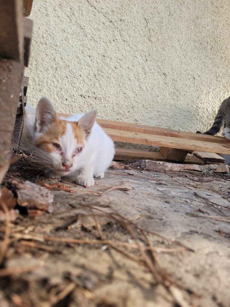 Ohne Behandlung bei Katzenschnupfen ist die Krankheit gerade bei Kitten im Verlauf oft tödlich.